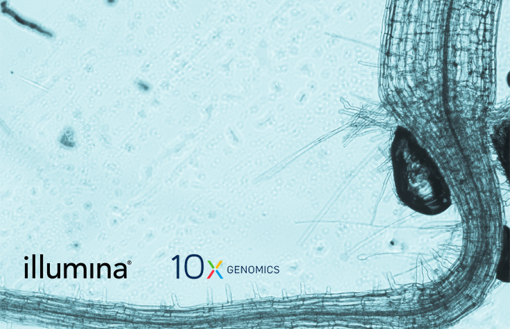 Gene Expression and Regulation in Arabidopsis thaliana