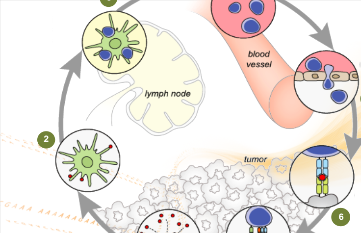 T cells and tumor cells