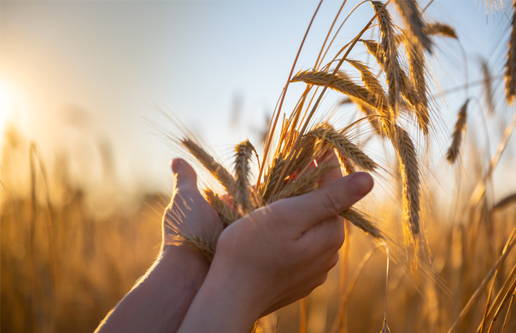 Reducing Global Hunger with Agrigenomics