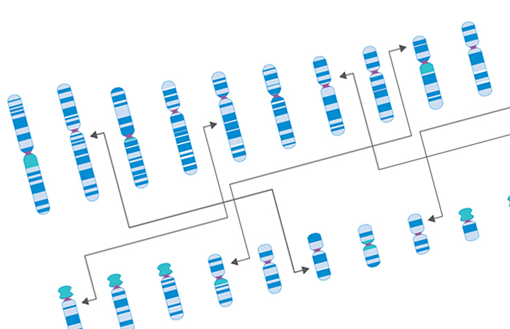 Cytogenetics Infographic