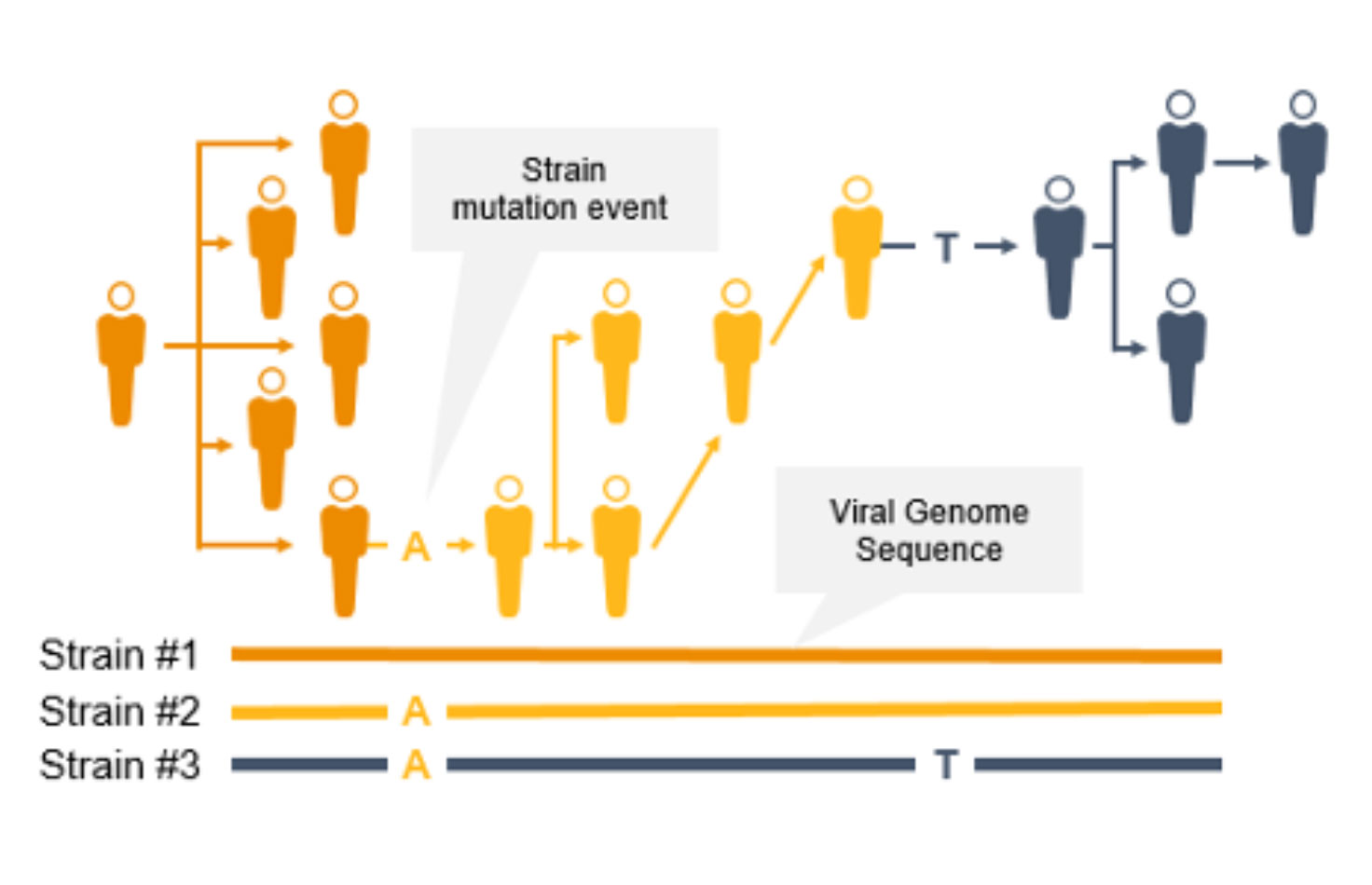 Detect &
                                                                                            Characterize Coronavirus Mutations