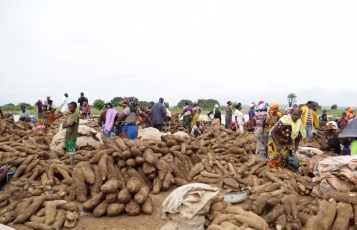 Breeding a more resilient yam in West Africa