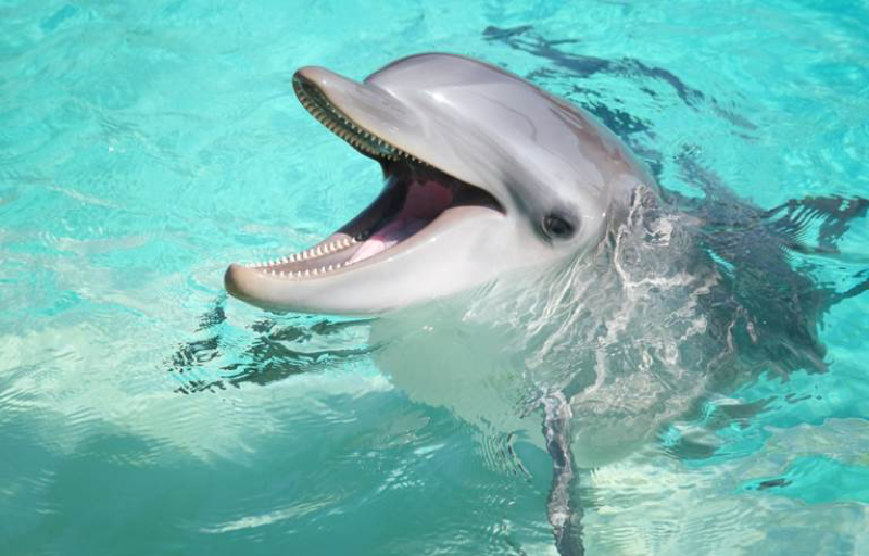  Bottlenose Dolphin Genome Made Available to Researchers