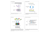 Sequencing Workflow