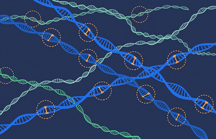 Polygenic Risk Scores Could Become Useful Tools in the Physician's Toolbox