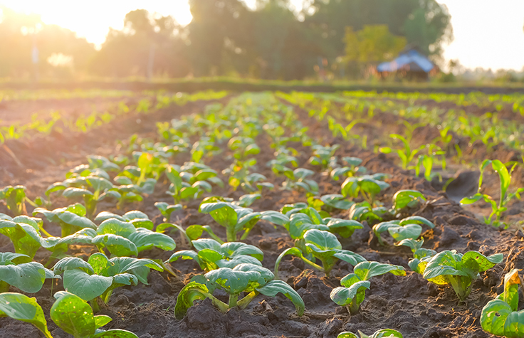 Genomics and Feeding a Hungry World