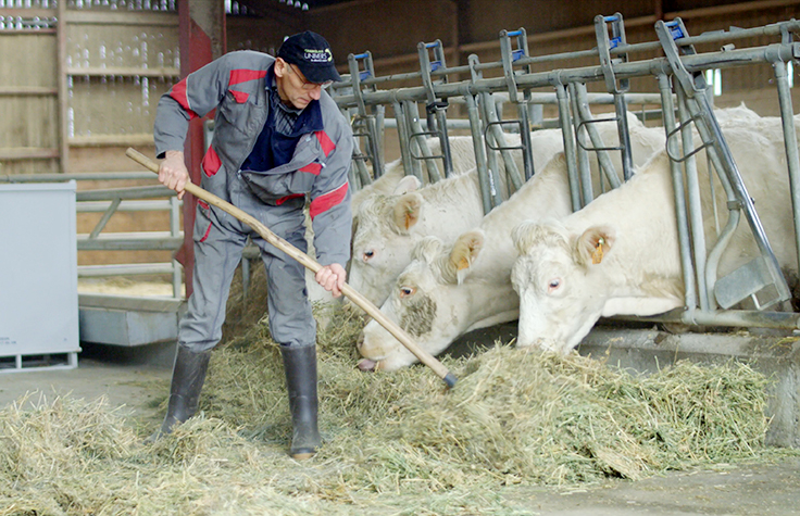 A Family Affair: A Fourth-Generation Charolais Breeder Embraces Genomic Breeding