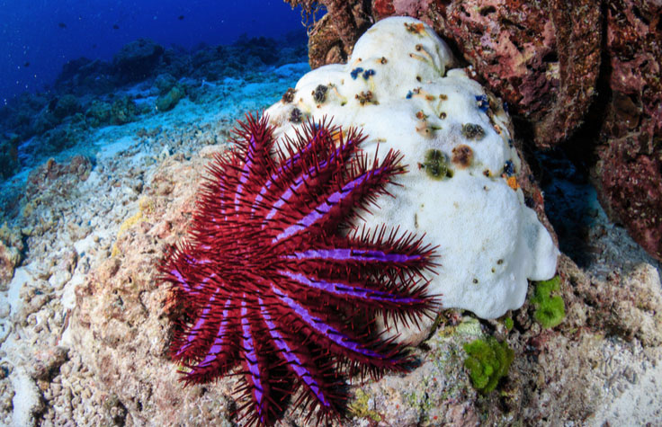 Crown-of-Thorns Starfish