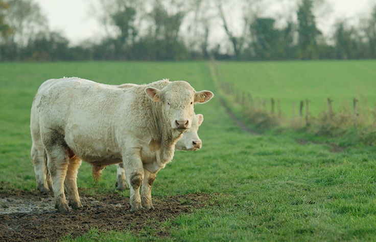 How Two Agriculture Cooperatives Are Changing Bovine Assessment