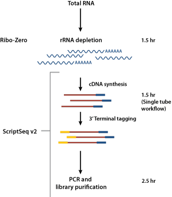 Scriptseq Complete Kit Human Mouse Rat