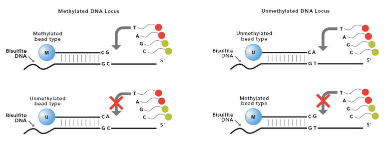 Infinium Methylation Assay Illustration