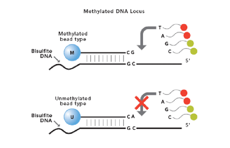 Infinium Methylation Assay Thumbnail