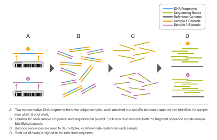 Multiplex Sequencing