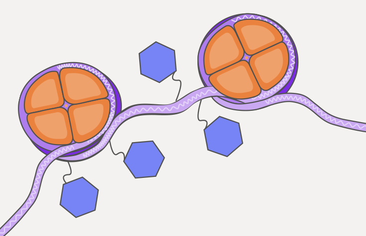 what is ATAC-Seq illustration