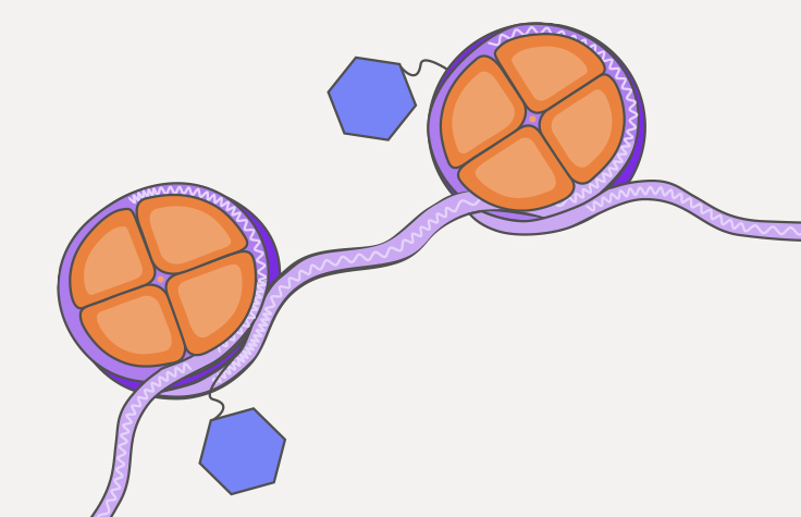 what is epigenetics illustration