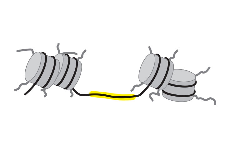 ATAC-Seq Protocol