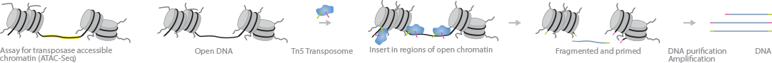 ATAC-Seq Protocol